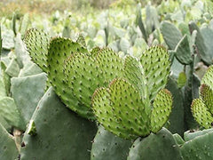 ABBASI & CO Nopal powder packaging in 8 oz bag for pantry staple