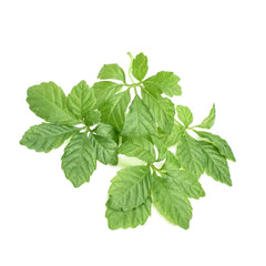 Addictive Wellness Gynostemma extract powder packaging showcasing pure 10:1 formula.