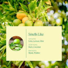 Aera Havana Breeze refill near diffuser illustrating gentle aroma release and steady diffusion