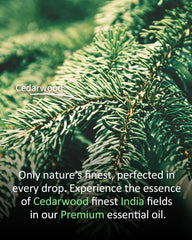 Airoomoil Cedar Oil skin dilution illustrates safe application in carrier oils.
