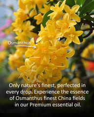 Airoomoil Osmanthus diffuser in a cozy room delivering tranquil atmosphere and refreshed air.