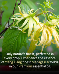 airoomoil Ylang Ylang supports balanced skin when properly diluted