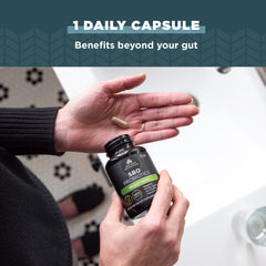Ancient Nutrition Probiotics with ashwagandha highlighting fermented blend supporting calm focus