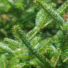 Aromatics International balsam fir in a diffuser setup for a woodsy atmosphere.