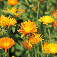 Aromatics International Calendula Hydrosol mist for refreshing rooms and linens.