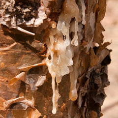 Frankincense oil being used in a diffuser setup for ambiance
