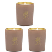 ASOEOSA candle with gold foil jars adds luxe decor and inviting glow.
