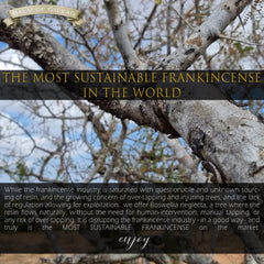 Balm of Gilead Frankincense Oil distillery scene emphasizing wild-harvested resin flow