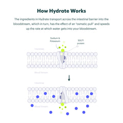 Cheers Classic Combo Hydrate bottle emphasized for rapid rehydration after drinking.