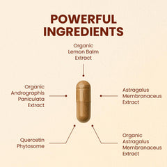 CHOQ Armor andrographis paniculata capsules for seasonal resilience and focus
