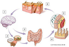 Clear-Biotic acne probiotic ingredients showcase gut-skin support