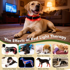 Clocness adjustable dog collar strap provides secure, comfortable fit for many sizes.