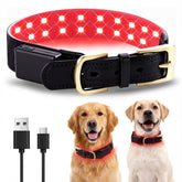 Clocness red light collar on dog's neck after a walk for calm relaxation.