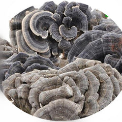 Coriolus Versicolor wild-dried rainbow conk slices ready for soups or infusions