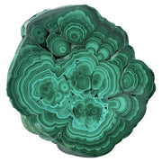 CrystalHola malachite slice with concentric texture for display