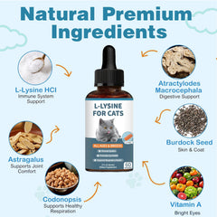 Derggzey L-Lysine cats fluid dropper closeup highlights gentle administration.