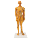 Dioche 53cm acupuncture body model front view ideal for teaching and point-location demonstrations.