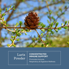 Eclectic Institute Larix capsules packaging box: sustainably grown, small-batch freeze-dried for potency.