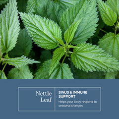 Eclectic Institute nettle leaf capsules packaging shows vegan, non-GMO formula.