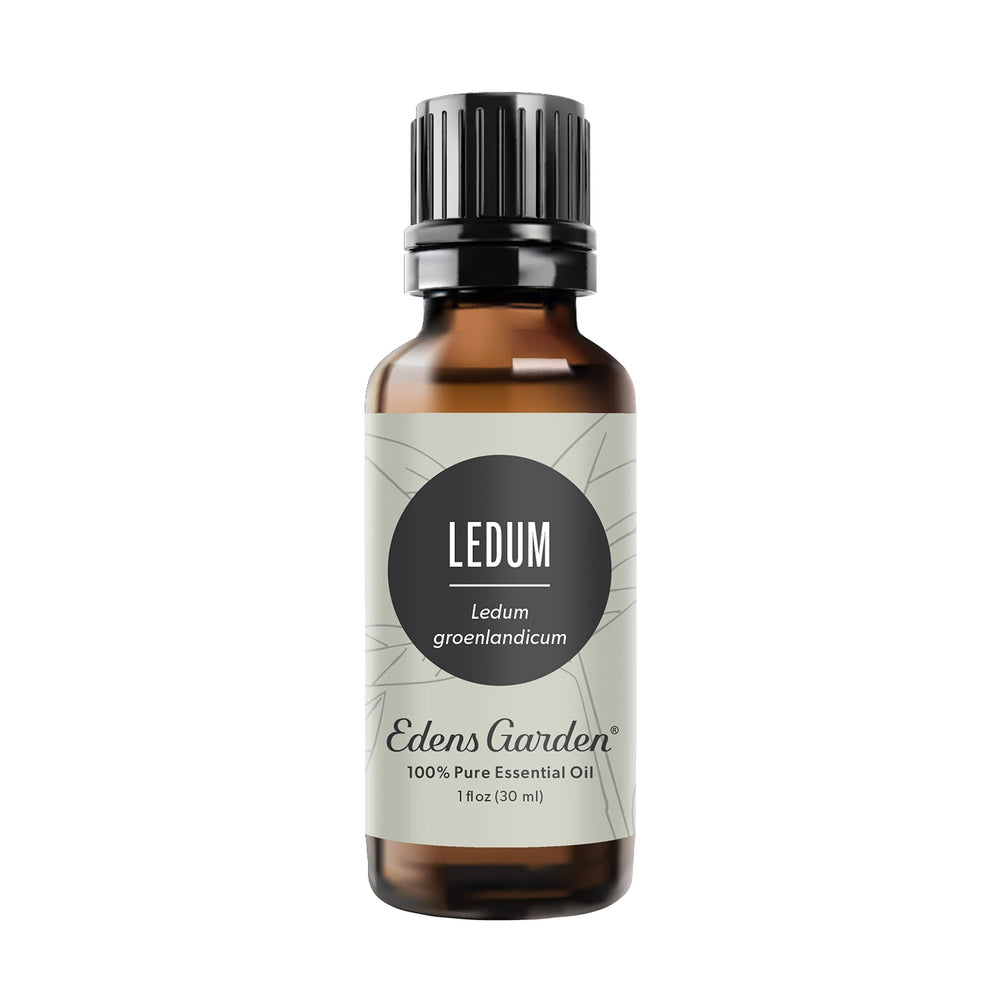 Edens Garden Ledum essential oil bottle ready for diffusion and aroma routines.