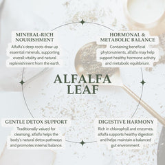Cup of Elanen Naturals alfalfa tea releasing a fresh herbal aroma.