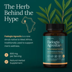 Etta Vita Fadogia Agrestis capsule closeup highlighting 600mg potency and absorption-friendly formula.