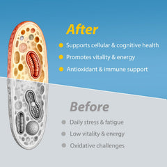 Etzion Klotho Mega Support bottle with a glass of water for easy daily dosage.