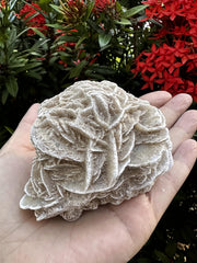GAF TREASURES Desert Rose Gypsum Rose specimen ideal decorative piece with positive energy