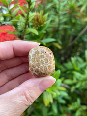 GAF TREASURES fossil coral polished rocks close-up, showing natural color variation for décor.