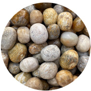 GAF TREASURES fossil coral tumbled stones, smooth and polished for meditation and grid work.