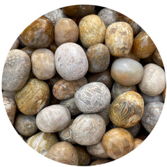 GAF TREASURES fossil coral tumbled stones, smooth and polished for meditation and grid work.