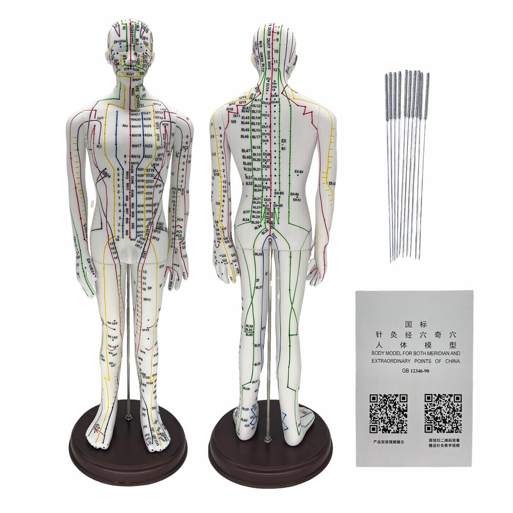 GGFSSQ body acupuncture model with clear English points for beginner study.