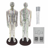 GGFSSQ body acupuncture model with clear English points for beginner study.