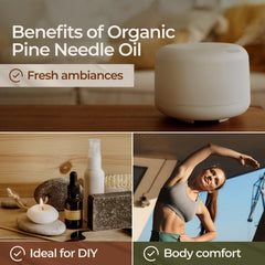 Gya Labs Organic Pine Needle Oil for candle making with woody scent.