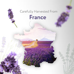 HBNO California Dutch Lavender amber bottle protects aroma and quality.
