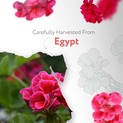 HBNO Egyptian Geranium Oil display, premium source for perfumery and fragrance.