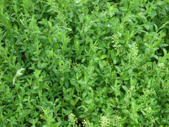 Health Embassy Knotgrass Tea responsibly harvested from natural habitats