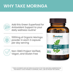 Himalaya Moringa moringa leaves on tree show natural source.