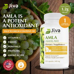 Jiva Botanicals amla fruit powder closeup emphasizes antioxidant-rich fruit.