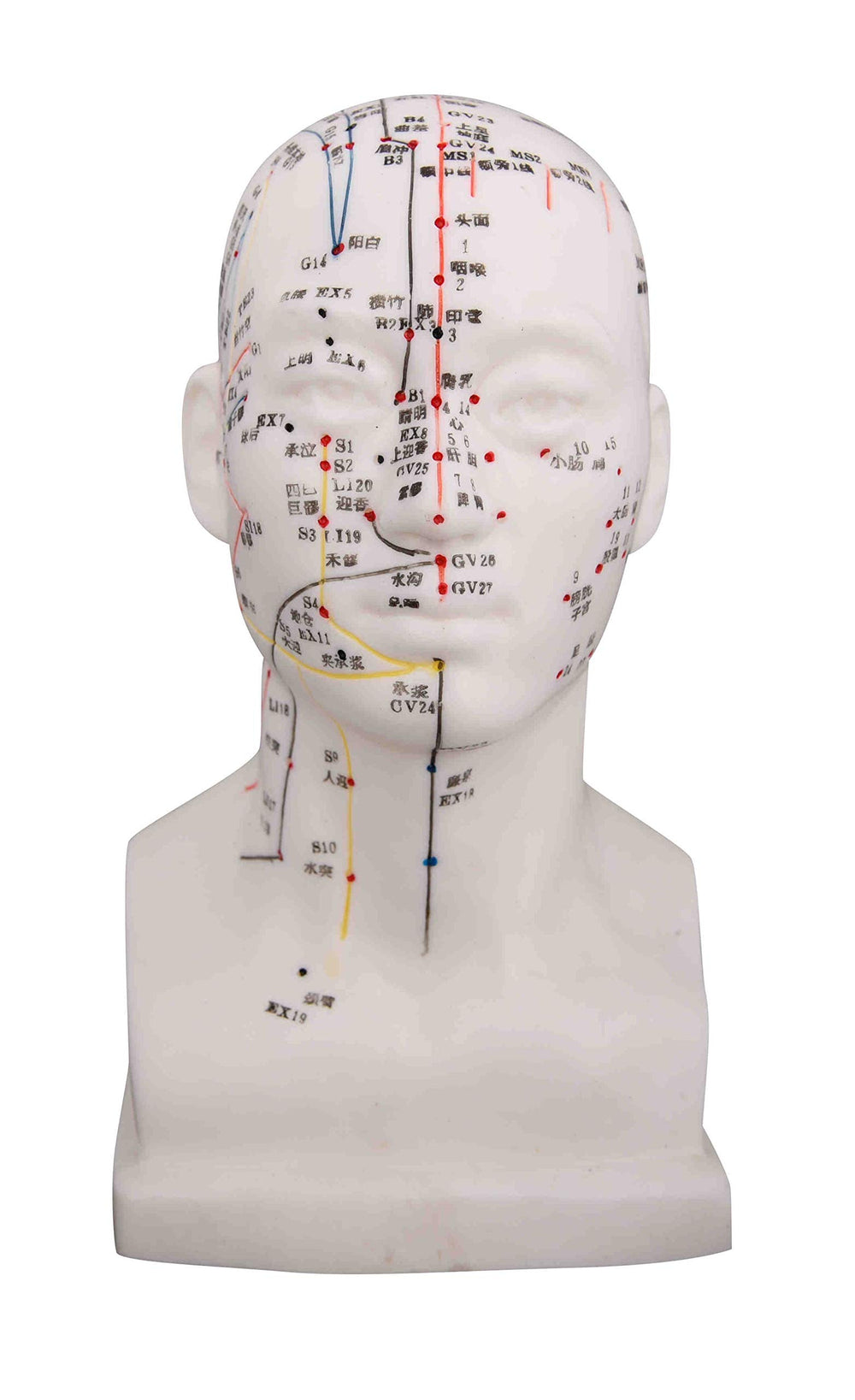 K.S. Choi Corp head model with 8.5-inch height showing acupuncture point map for study.