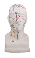 K.S. Choi Corp head model with 8.5-inch height showing acupuncture point map for study.