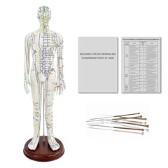 KDJFS 1/3 life-size acupuncture model, front view, clear point locations for study.