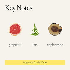 Label features brand and notes, signaling premium home fragrance quality.