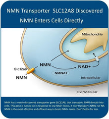 MAAC10 NMN capsule label showing purity and formulation details.