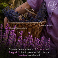 Majestic Pure Lavender blossoms close-up for calming aroma