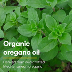 Natural Factors Oil of Oregano pour illustration for quick dilution in water.