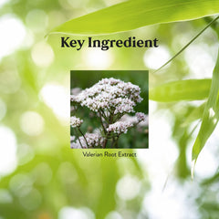 Box packaging for Nature's Sunshine Valerian Root highlighting traditional sleep and calm use.