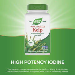 Sustainably sourced Nova Scotia kelp supporting responsible harvesting