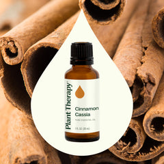 Plant Therapy Cinnamon Cassia diffuser setup with multiple drops for holiday aroma.