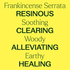 Green woody aroma of Plant Therapy Frankincense Serrata blends with carrier oil for topical use.